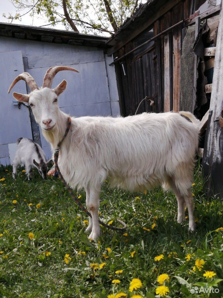 Продаются Козы с козлятами, 4в1 по одной цене купить на Зозу.ру - фотография № 1