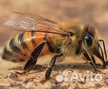 Пчелы с ульями купить на Зозу.ру - фотография № 1