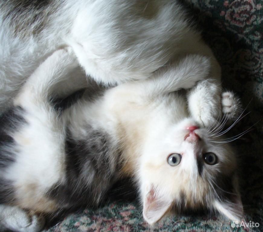 Трехцветный котенок, кошечка купить на Зозу.ру - фотография № 2