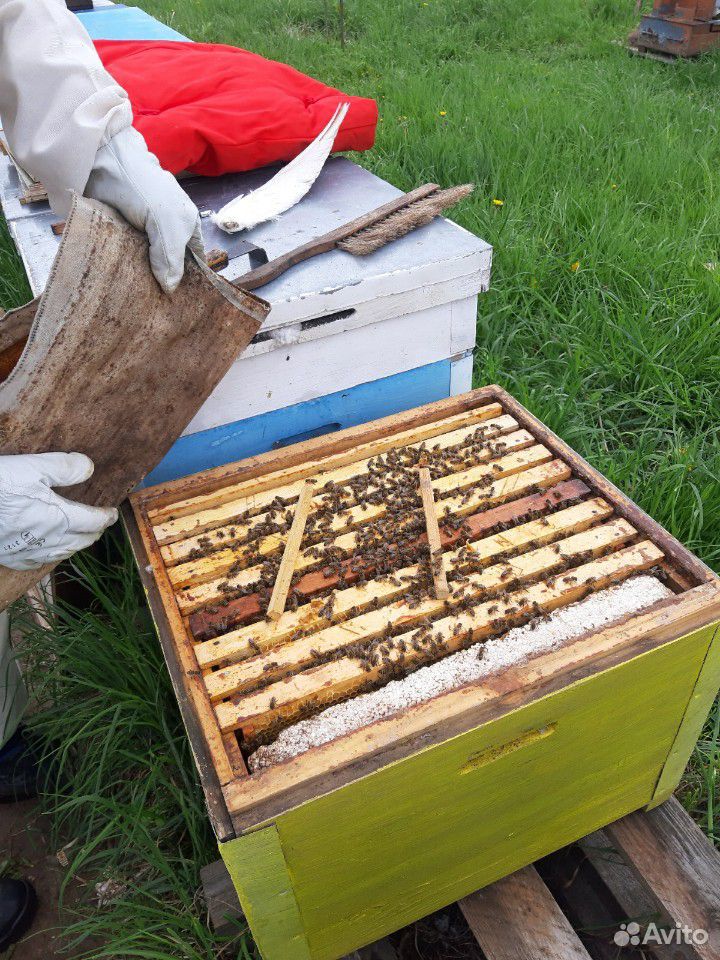 Пчелы, пчелосемьи и пчелопакеты Карпатка купить на Зозу.ру - фотография № 6