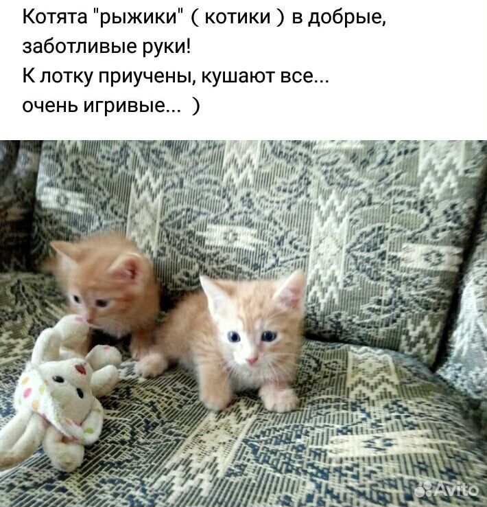 Котята "рыжики" купить на Зозу.ру - фотография № 1