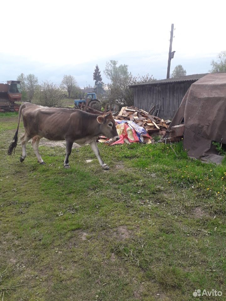 Корова купить на Зозу.ру - фотография № 4