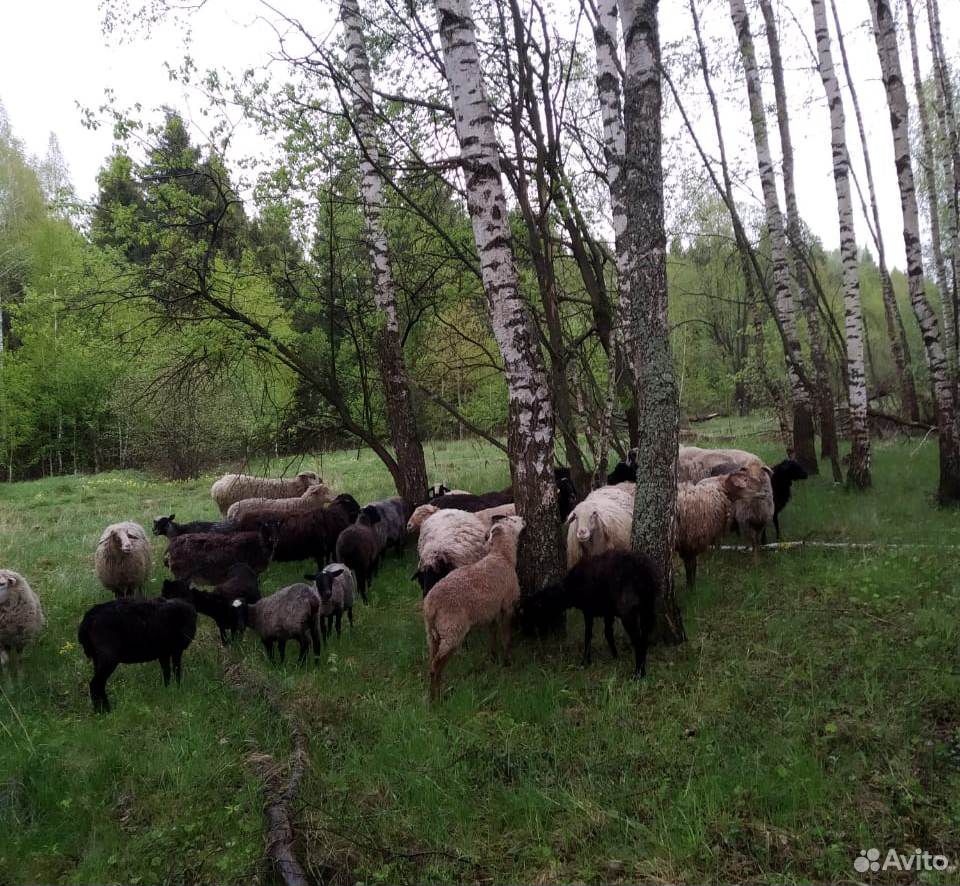 Бараны,овцы купить на Зозу.ру - фотография № 5