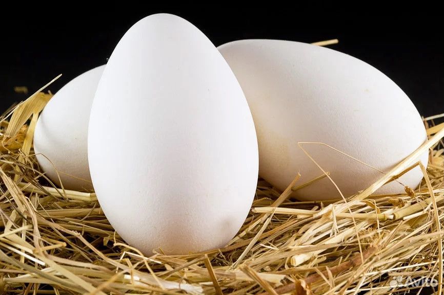 Яйца на инкубацию Гусиные и Индо-Утиные купить на Зозу.ру - фотография № 2