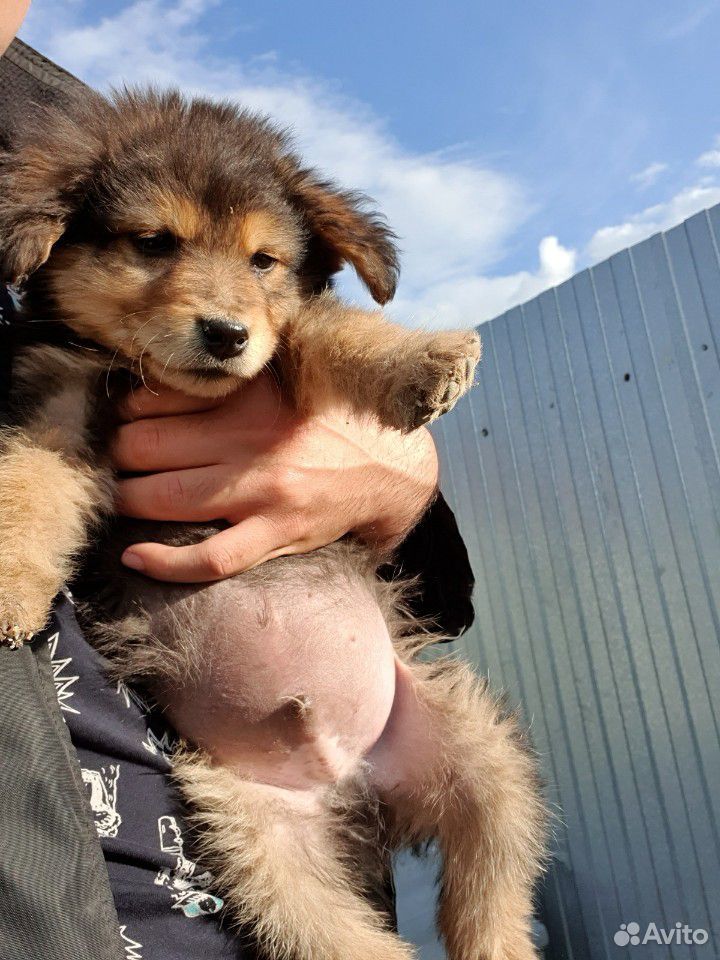 Маленький щенок в добрые руки купить на Зозу.ру - фотография № 1