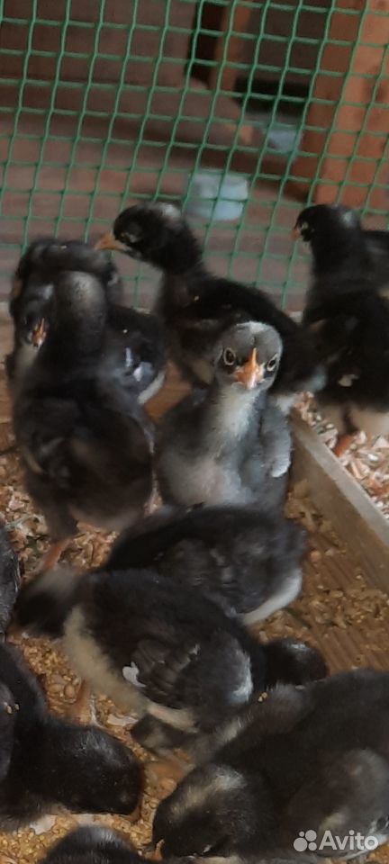 Продам цыплят Мехеленской кукушки купить на Зозу.ру - фотография № 2