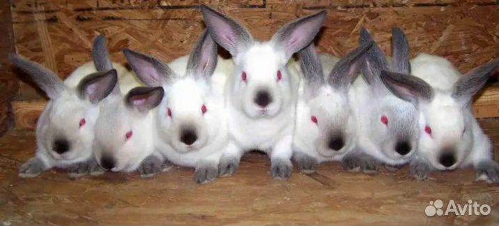 Кролики калифорнийцы купить на Зозу.ру - фотография № 3