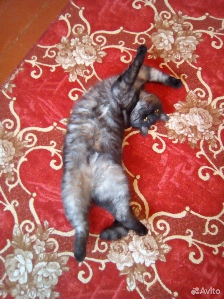 Отдам кота купить на Зозу.ру - фотография № 2