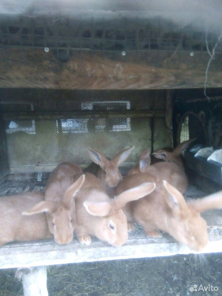 Мясо кроликов купить на Зозу.ру - фотография № 3