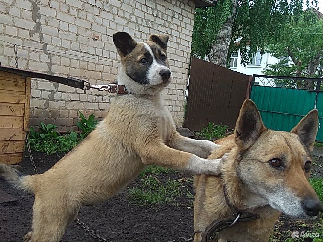 Продается щенок Западно-сибирской лайки купить на Зозу.ру - фотография № 3