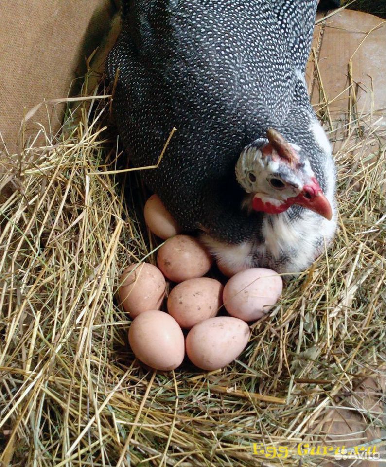 Яйца цесарки, индюшки, породистых кур купить на Зозу.ру - фотография № 2