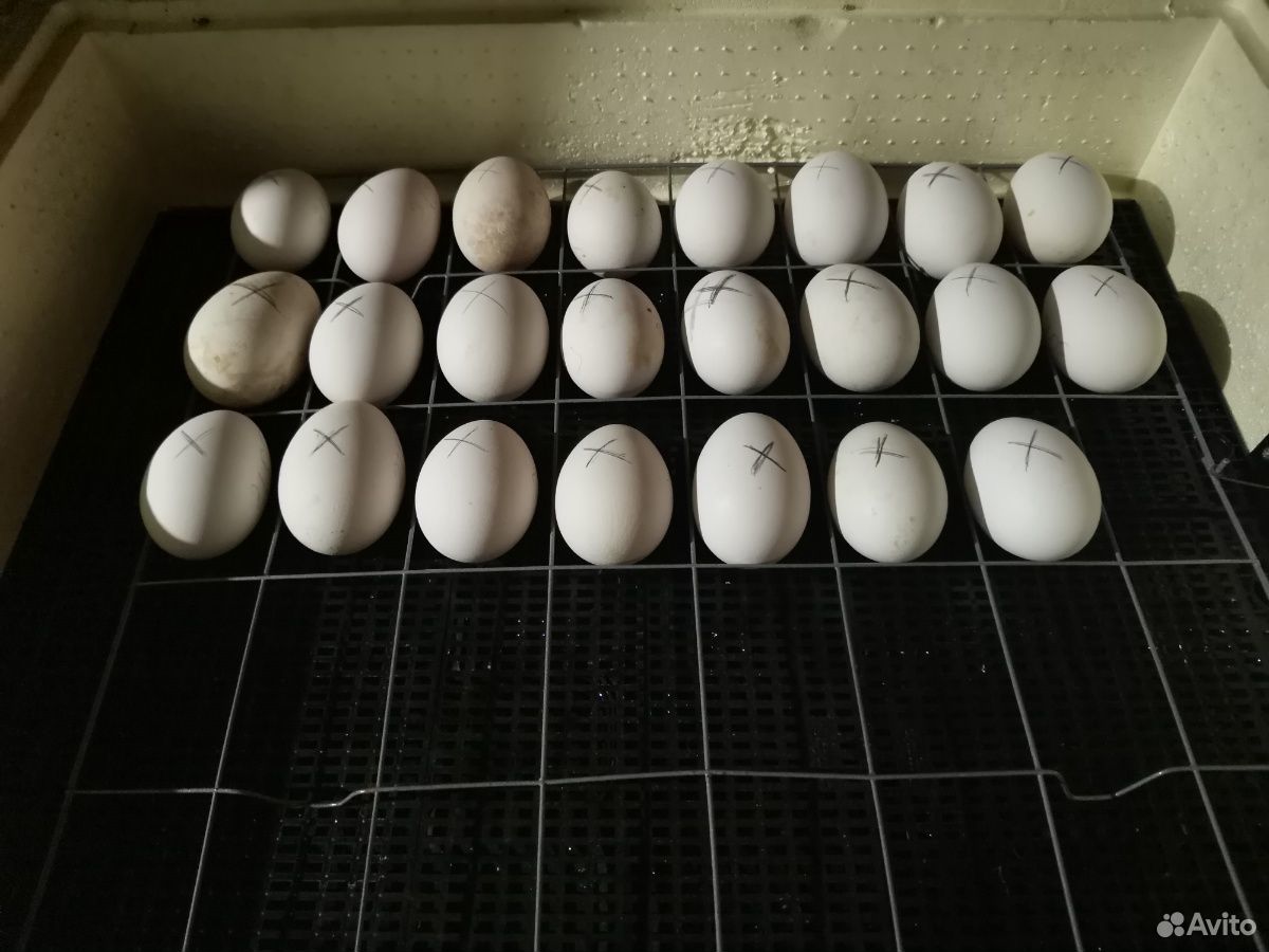 Инкубационое яйцо Гусей купить на Зозу.ру - фотография № 1