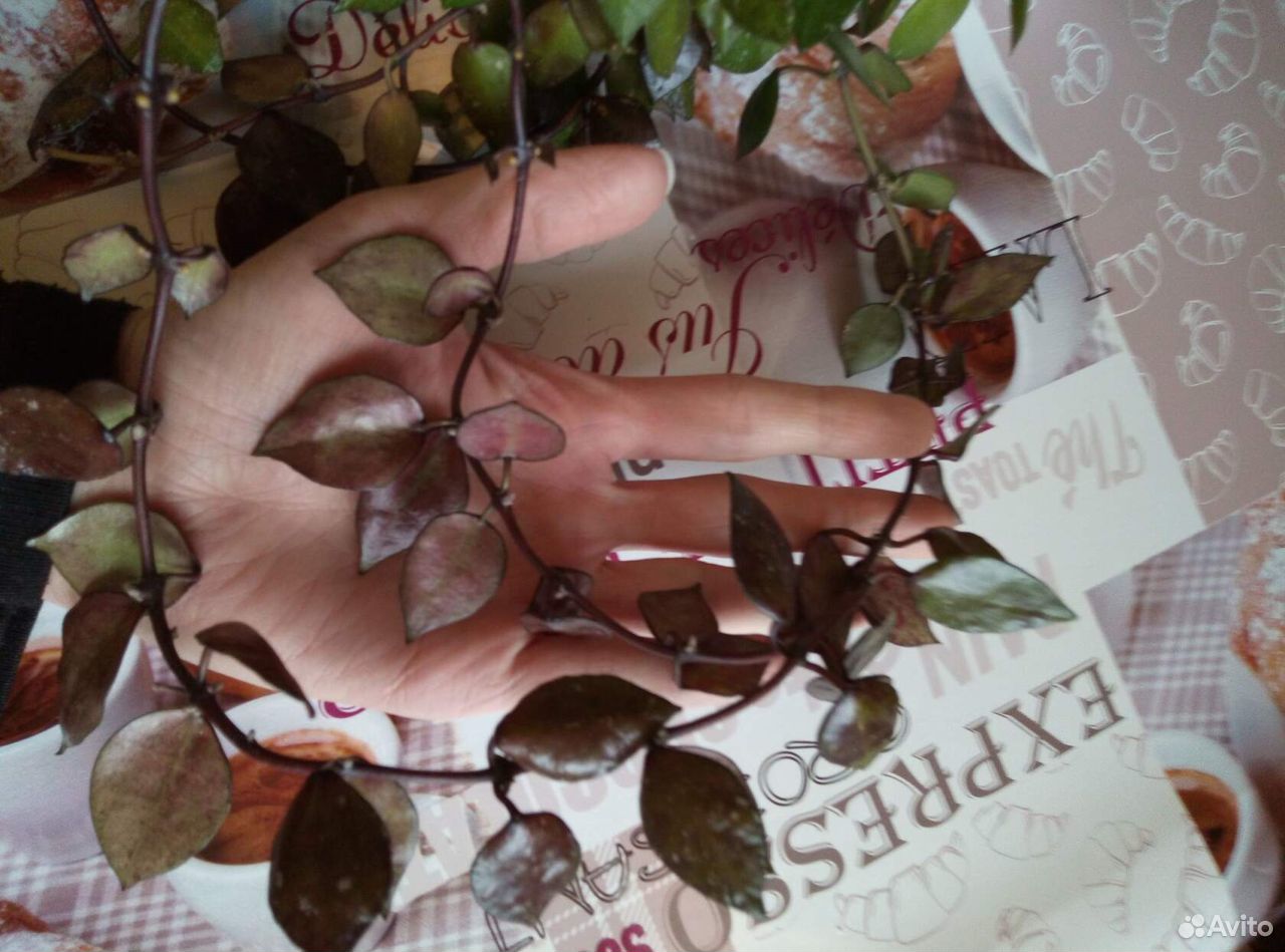 Хойя khoniana black leaves eрс-943 купить на Зозу.ру - фотография № 1