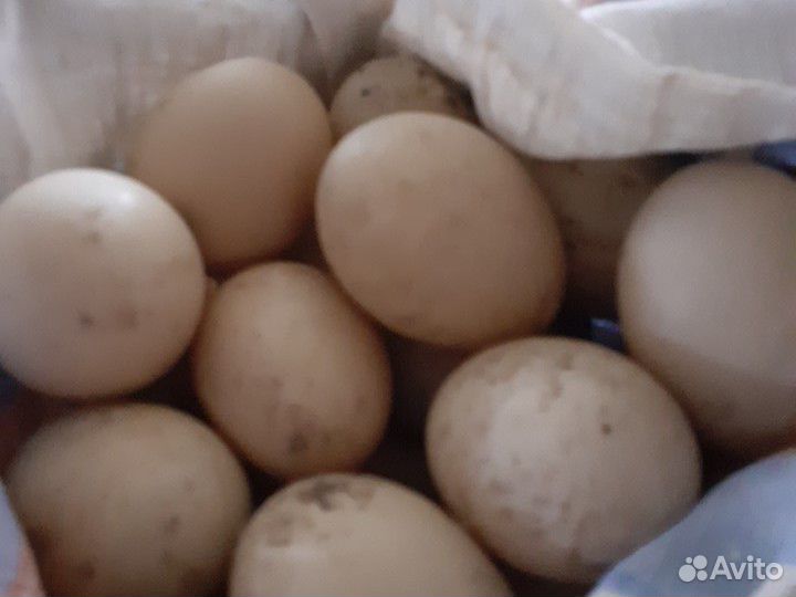 Утиное яйцо купить на Зозу.ру - фотография № 1