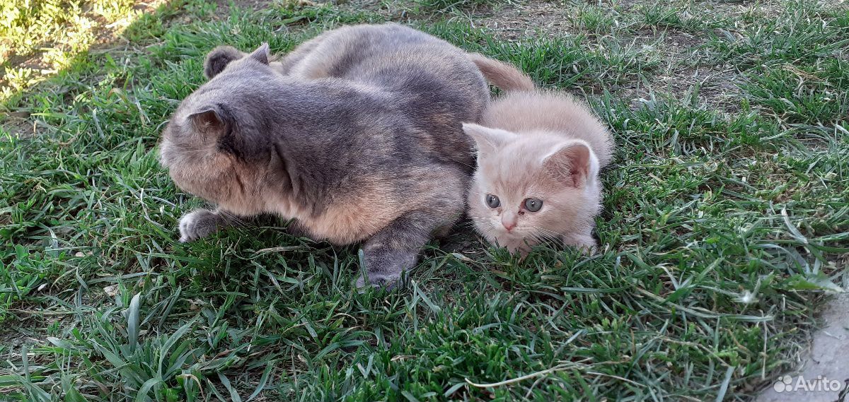 Кошечка и котик купить на Зозу.ру - фотография № 2