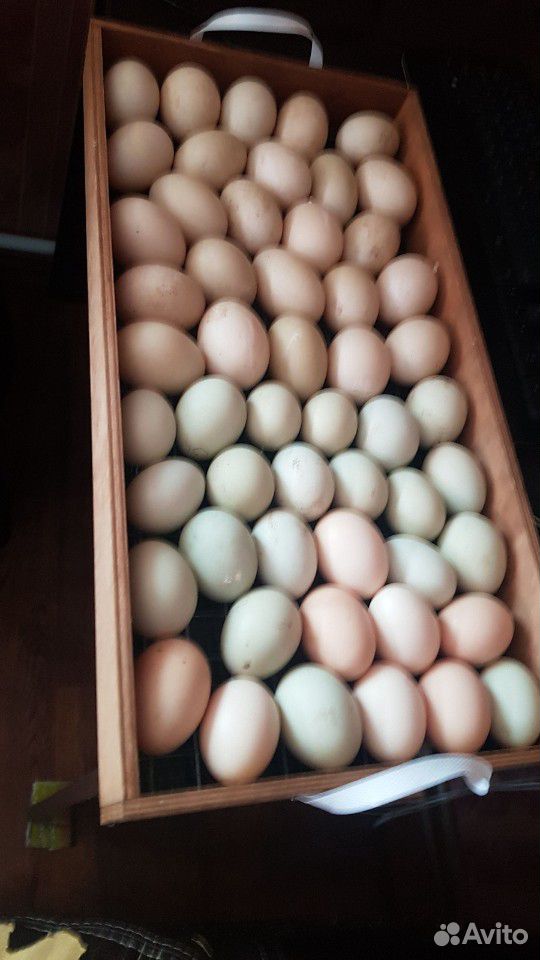 Цыплята амераукан и инкубационное яйцо купить на Зозу.ру - фотография № 4