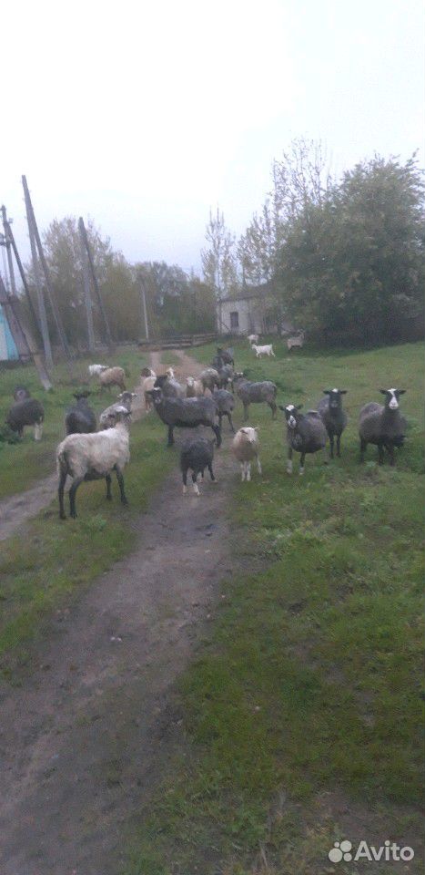 Овцы и Свинии купить на Зозу.ру - фотография № 1