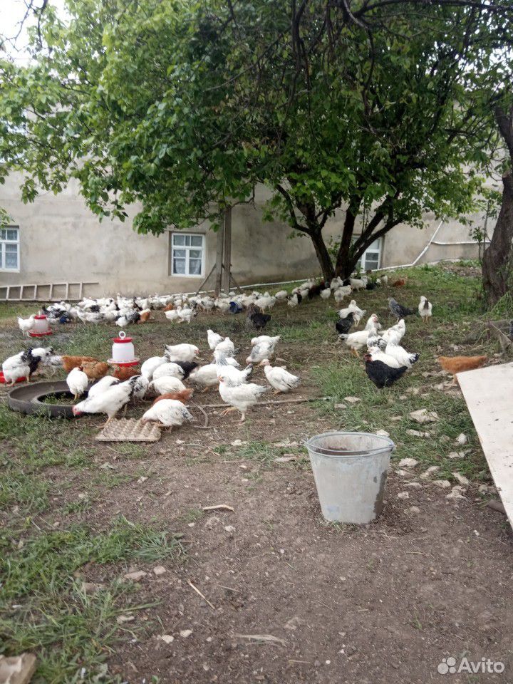 Птицы купить на Зозу.ру - фотография № 2