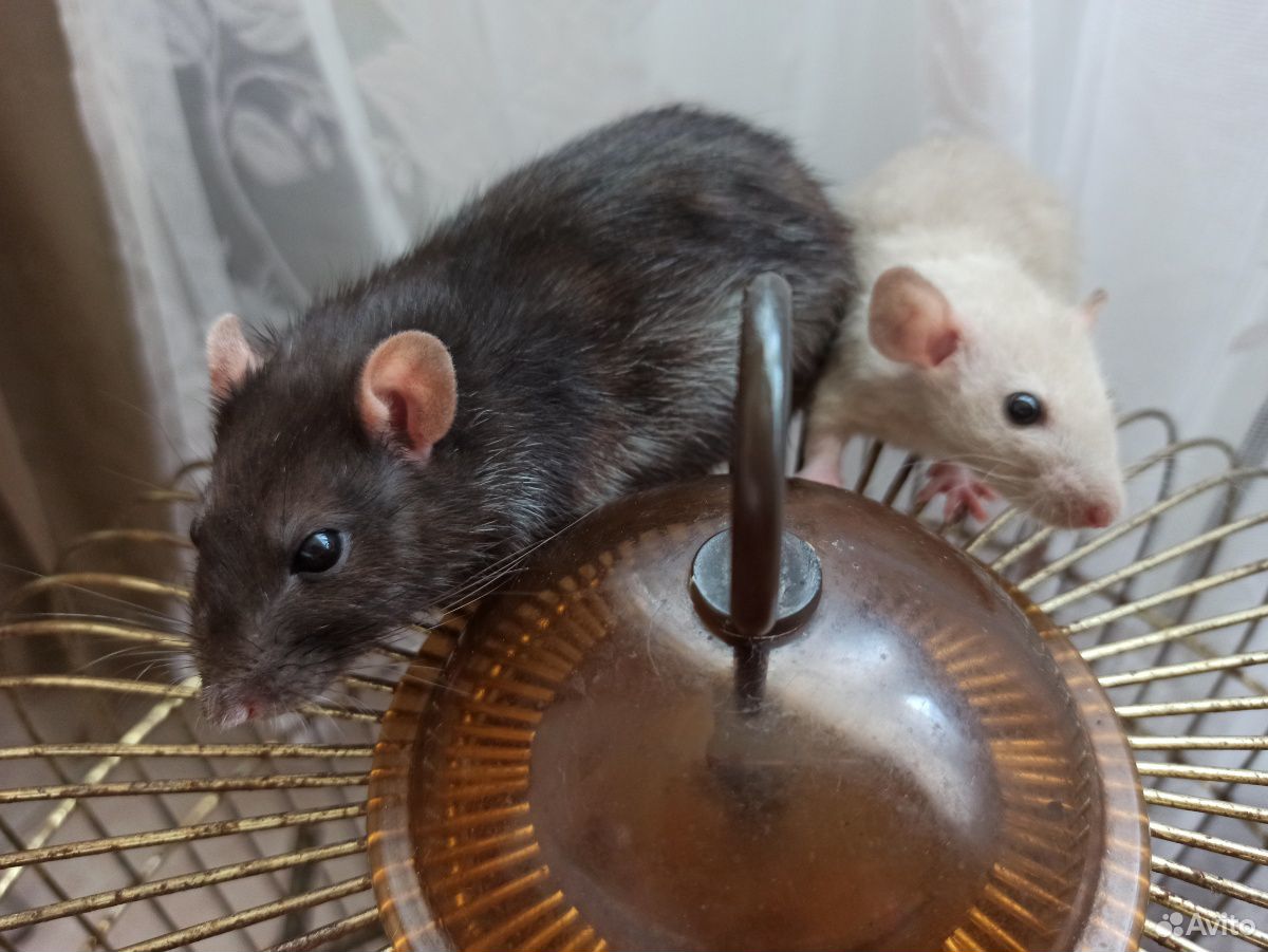 Крысы милые купить на Зозу.ру - фотография № 3