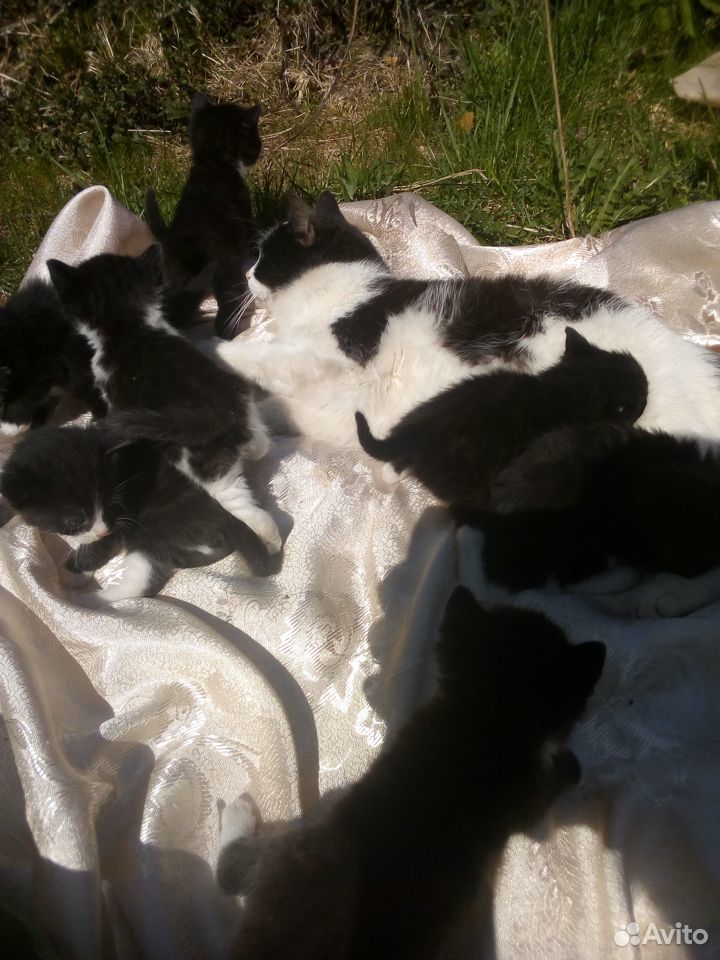 Черно-белые котятки 1 месяц купить на Зозу.ру - фотография № 5