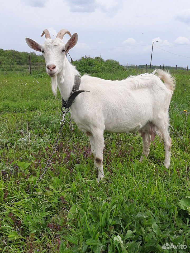 Продаю коз(черная и белая) купить на Зозу.ру - фотография № 1