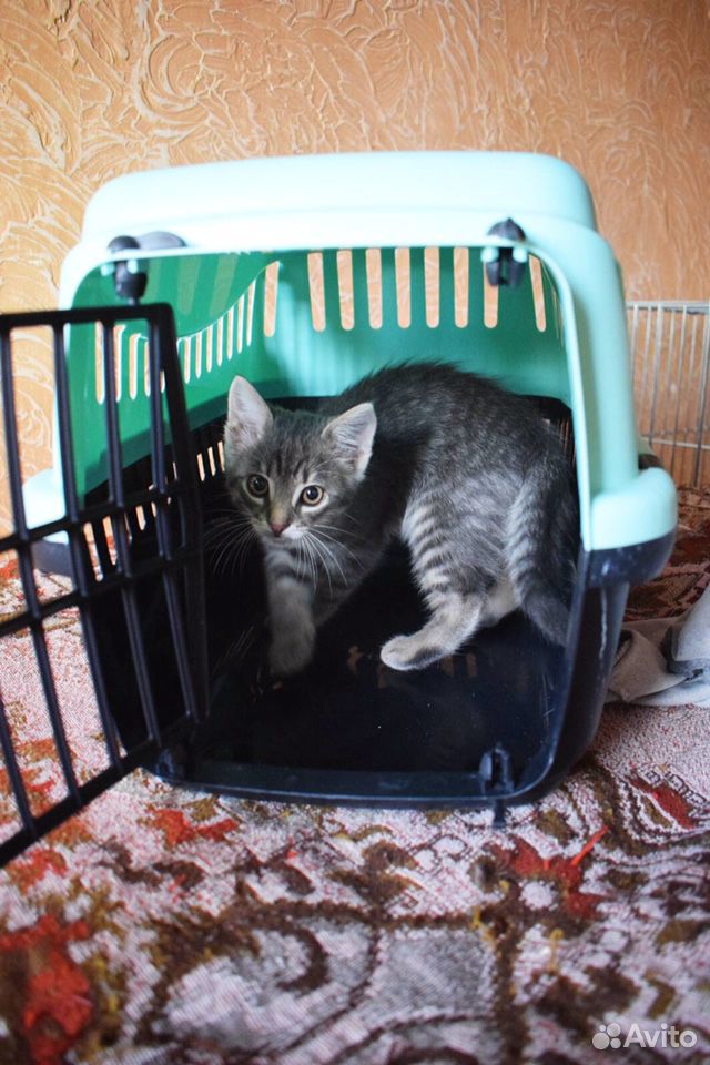 Котёнок ищет дом купить на Зозу.ру - фотография № 4
