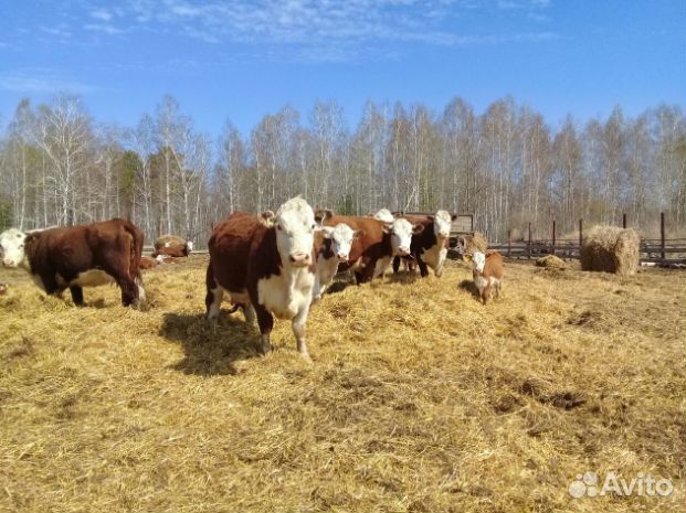 Коровы порода герефорд с фермы купить на Зозу.ру - фотография № 1