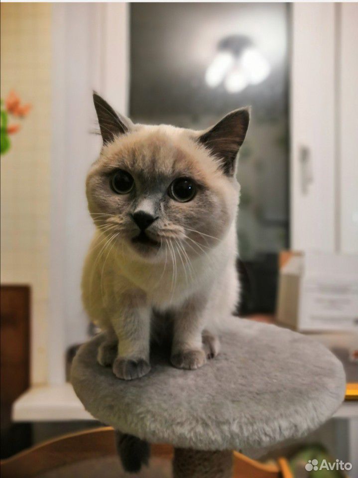Британская кошка редкого окраса купить на Зозу.ру - фотография № 4