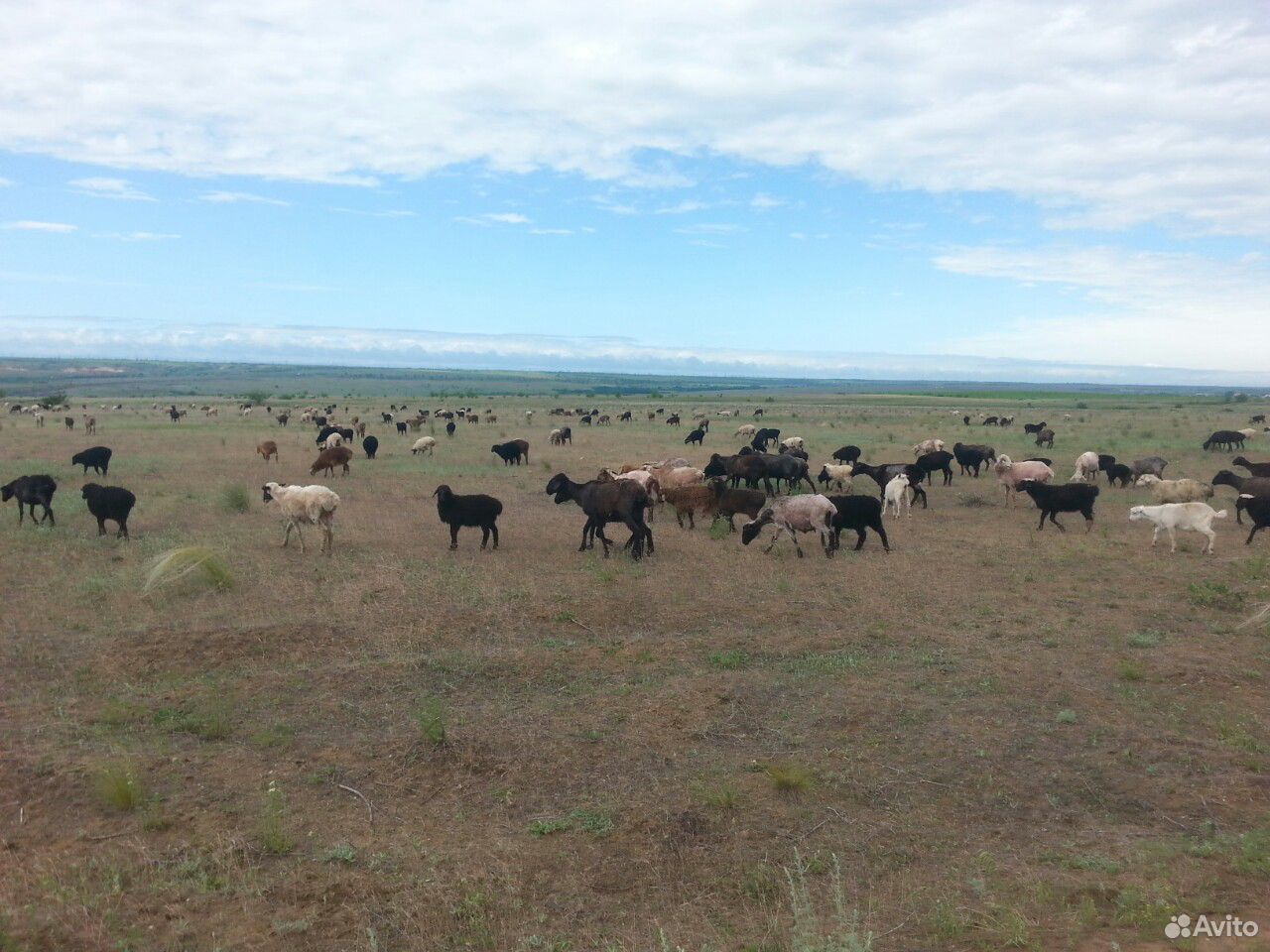 Овцы, ягнята, бараны купить на Зозу.ру - фотография № 4