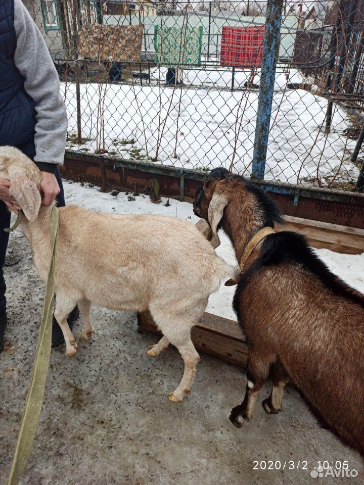 Продам нубийскую козу 85 процентов купить на Зозу.ру - фотография № 6