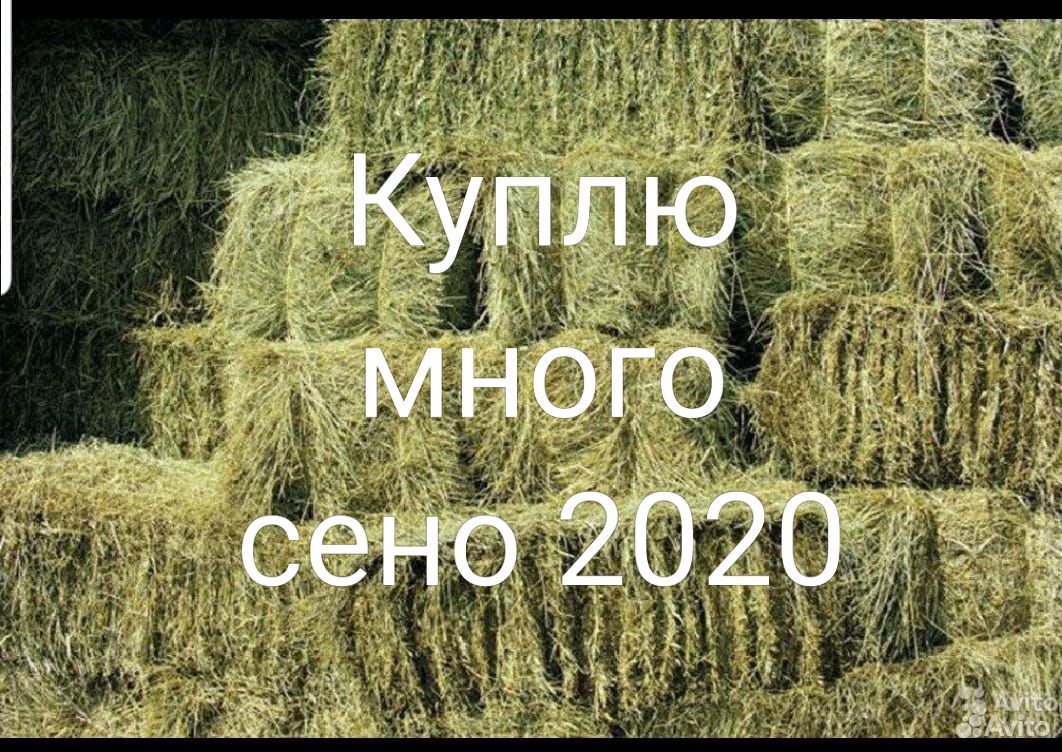 Сено 2020 года купить на Зозу.ру - фотография № 1