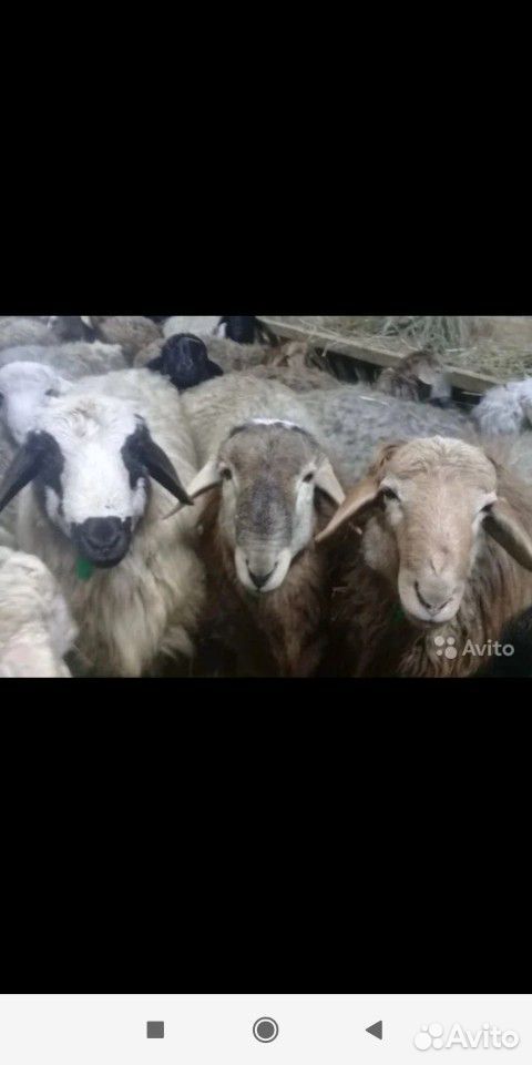 Овцы, Ягнята купить на Зозу.ру - фотография № 1
