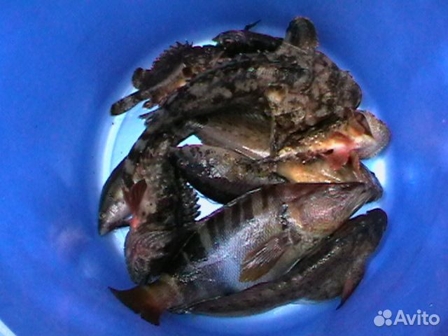Черноморская рыба под заказ купить на Зозу.ру - фотография № 10