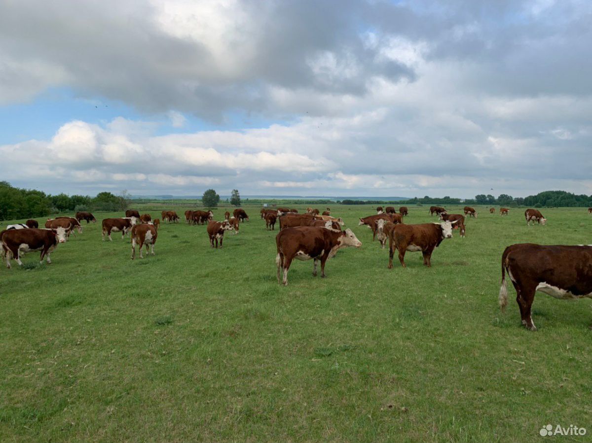 130 коров, быков, теленков купить на Зозу.ру - фотография № 4
