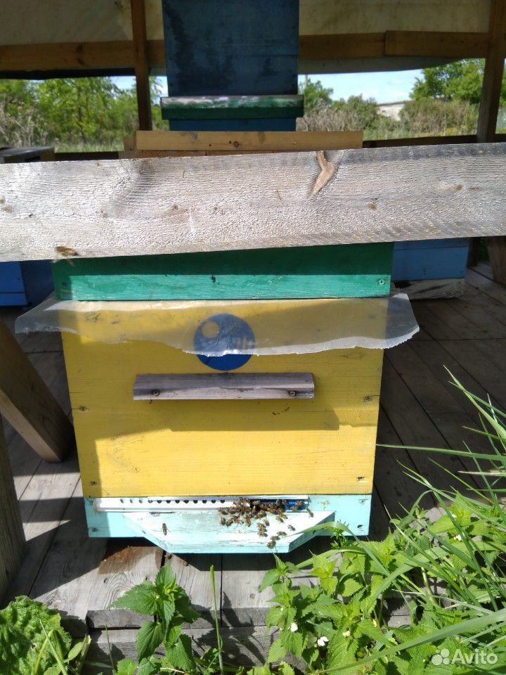 Пчёлы с ульми купить на Зозу.ру - фотография № 2