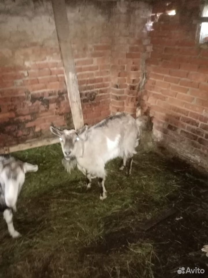 Продам коз и козлят купить на Зозу.ру - фотография № 1