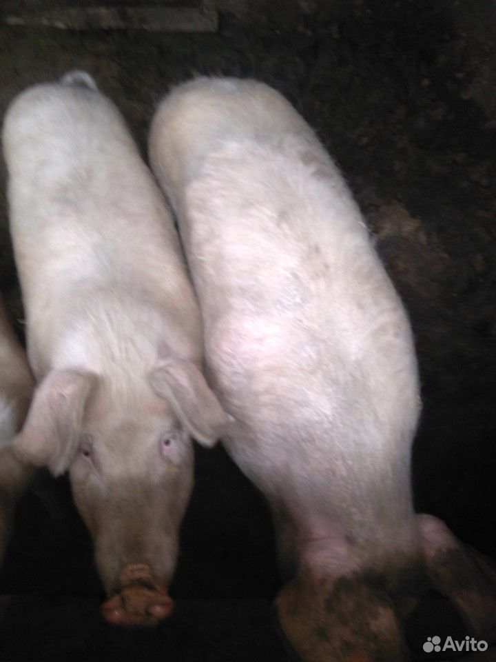 Домашние свиньи живой вес купить на Зозу.ру - фотография № 6
