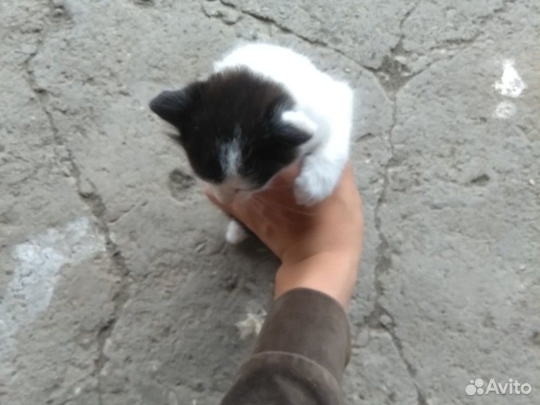 Отдадим в хорошие руки трёх котят купить на Зозу.ру - фотография № 5