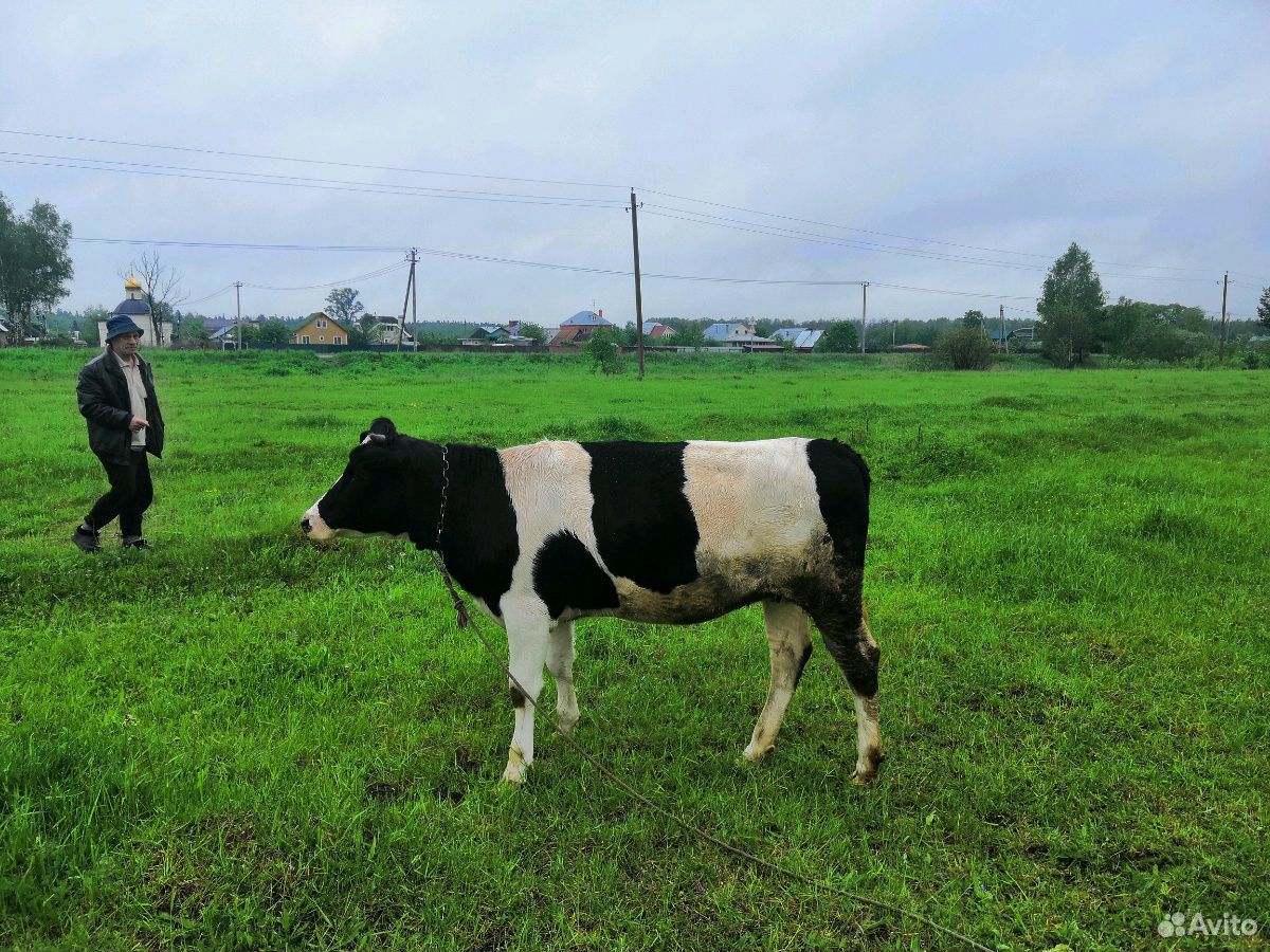 Продаю корову и тёлку 1 год купить на Зозу.ру - фотография № 2