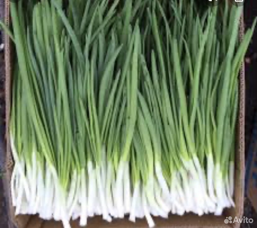 Продам свежий зелёный лук купить на Зозу.ру - фотография № 1