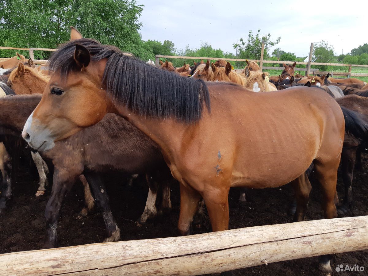 Лошади, жеребята купить на Зозу.ру - фотография № 4