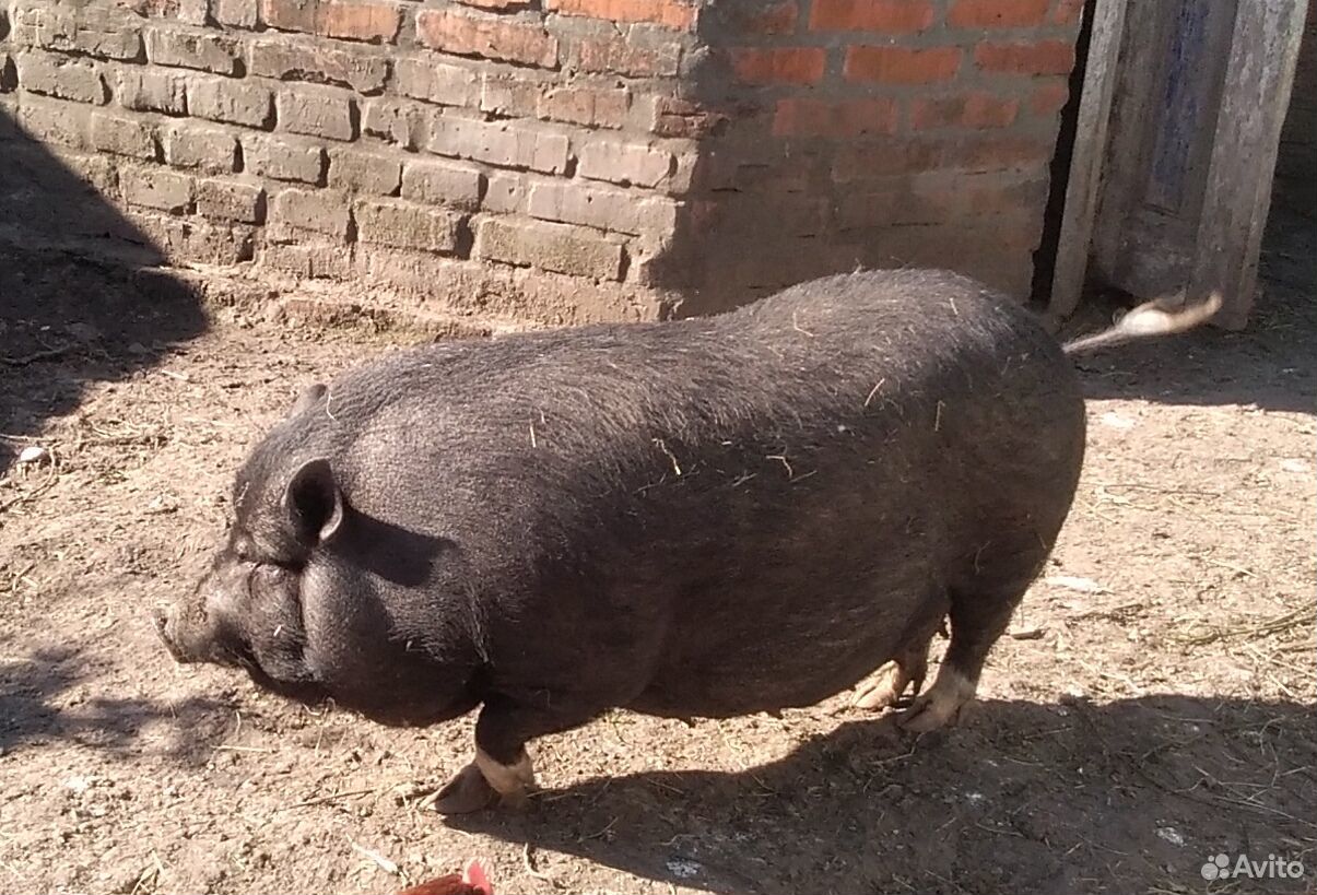 Вьетнамская свинья купить на Зозу.ру - фотография № 1