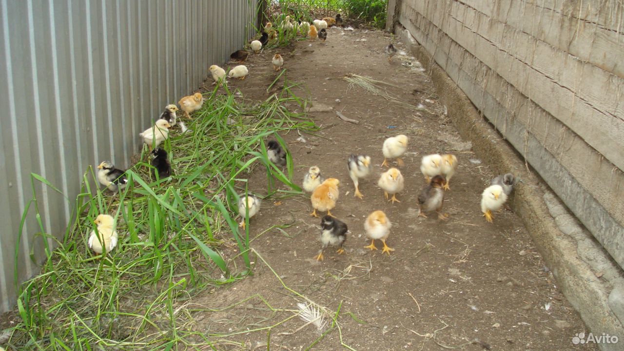 Домашние, цветные цыплята купить на Зозу.ру - фотография № 2