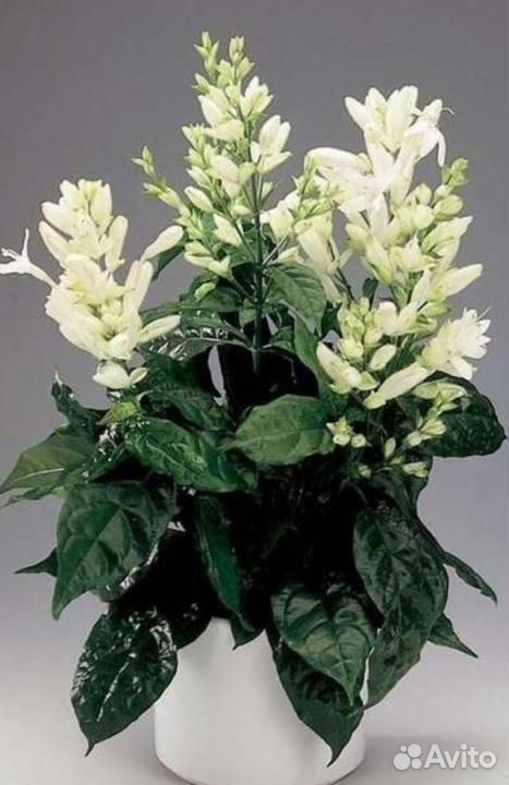 Редкий цветок "Уайтфельдия", бугенвиллии купить на Зозу.ру - фотография № 1