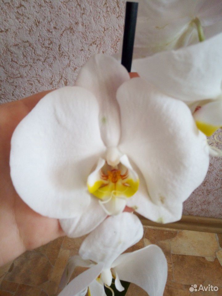 Продам орхидеи купить на Зозу.ру - фотография № 6