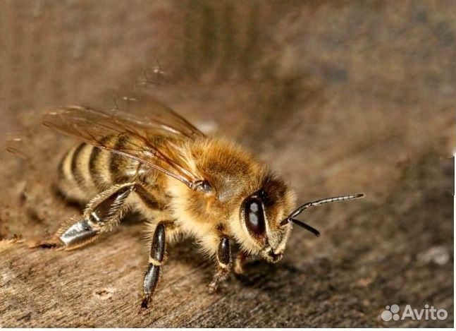Пчеломатка серой горной кавказской пчелы купить на Зозу.ру - фотография № 1