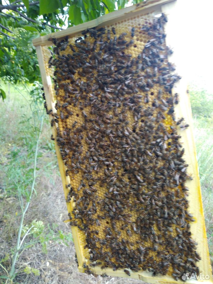 Пчелы(отводки) купить на Зозу.ру - фотография № 2