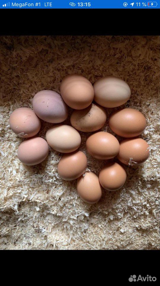 Кролик, утки,мускусные утята, мясо бройллера,яйцо купить на Зозу.ру - фотография № 4