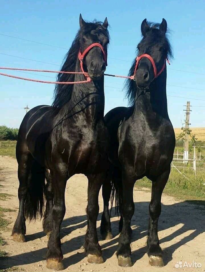 Скупаем лошадей купить на Зозу.ру - фотография № 1