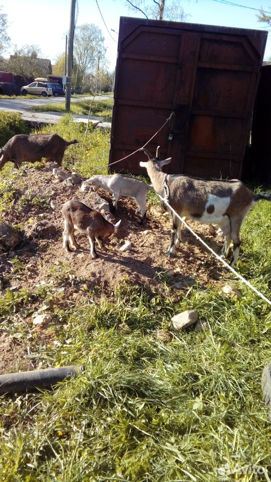 Продаются коза и 2 козочьки купить на Зозу.ру - фотография № 2